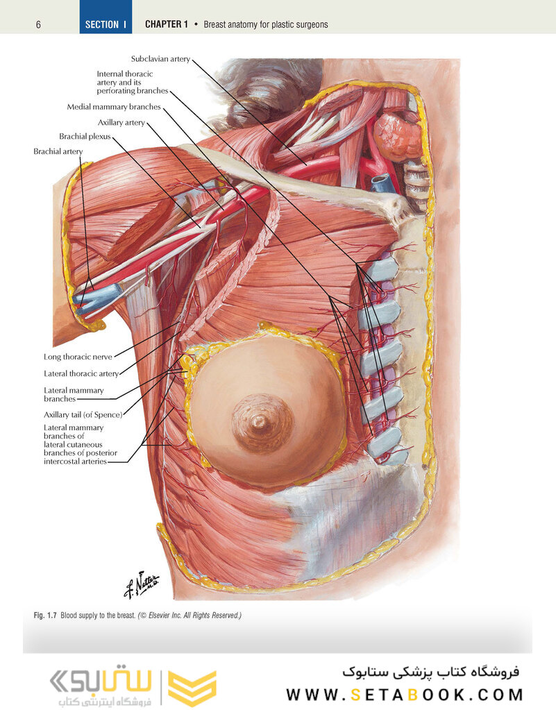 Plastic Surgery Volume 5: Breast 4th Edicion 2018