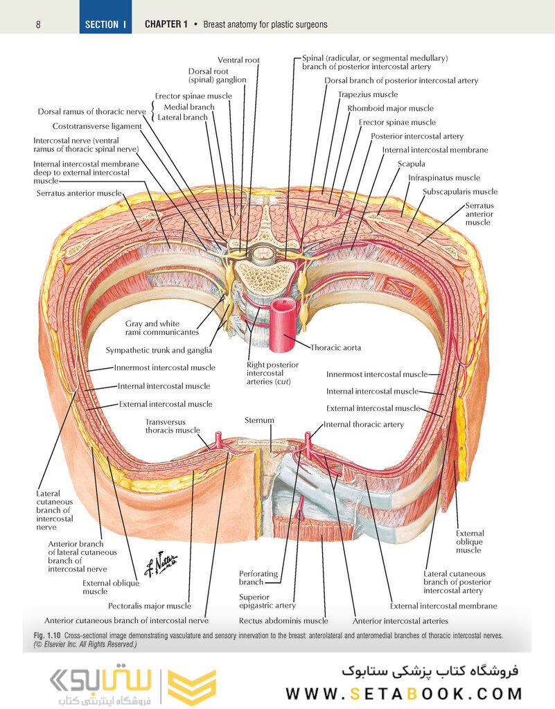 Plastic Surgery Volume 5: Breast 4th Edicion 2018