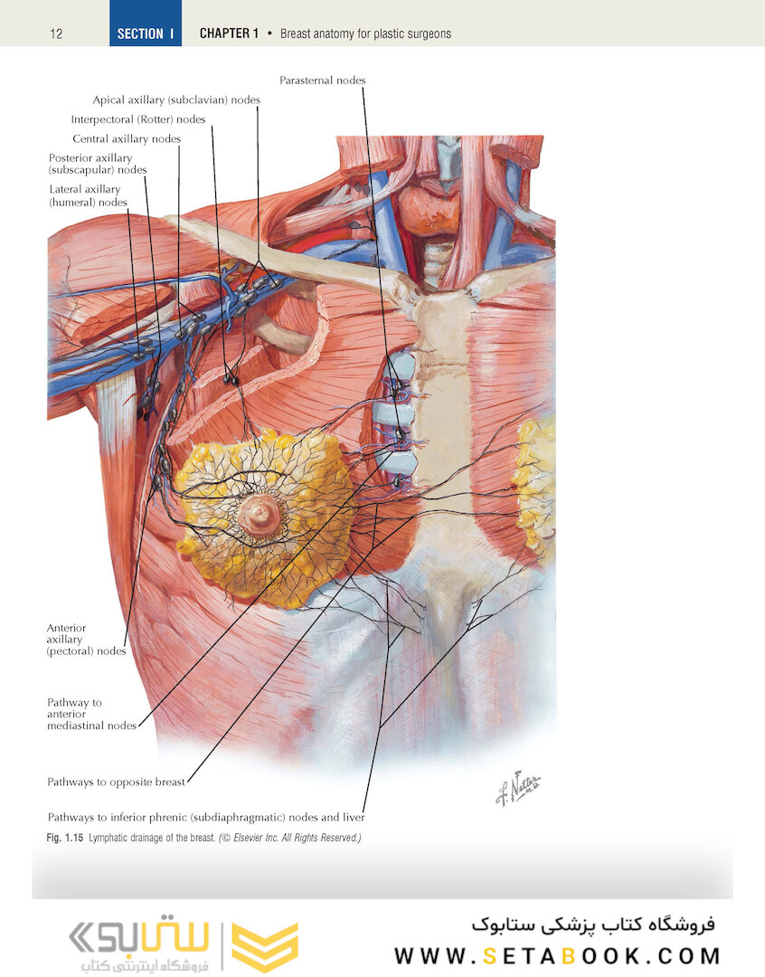 Plastic Surgery Volume 5: Breast 4th Edicion 2018