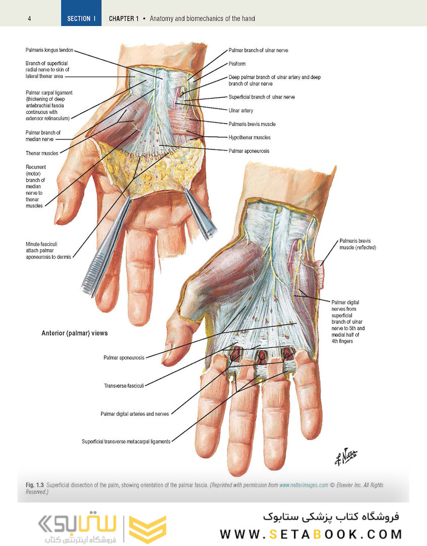 Plastic Surgery Volume 6: Hand and Upper Limb 4th Edicion 2018