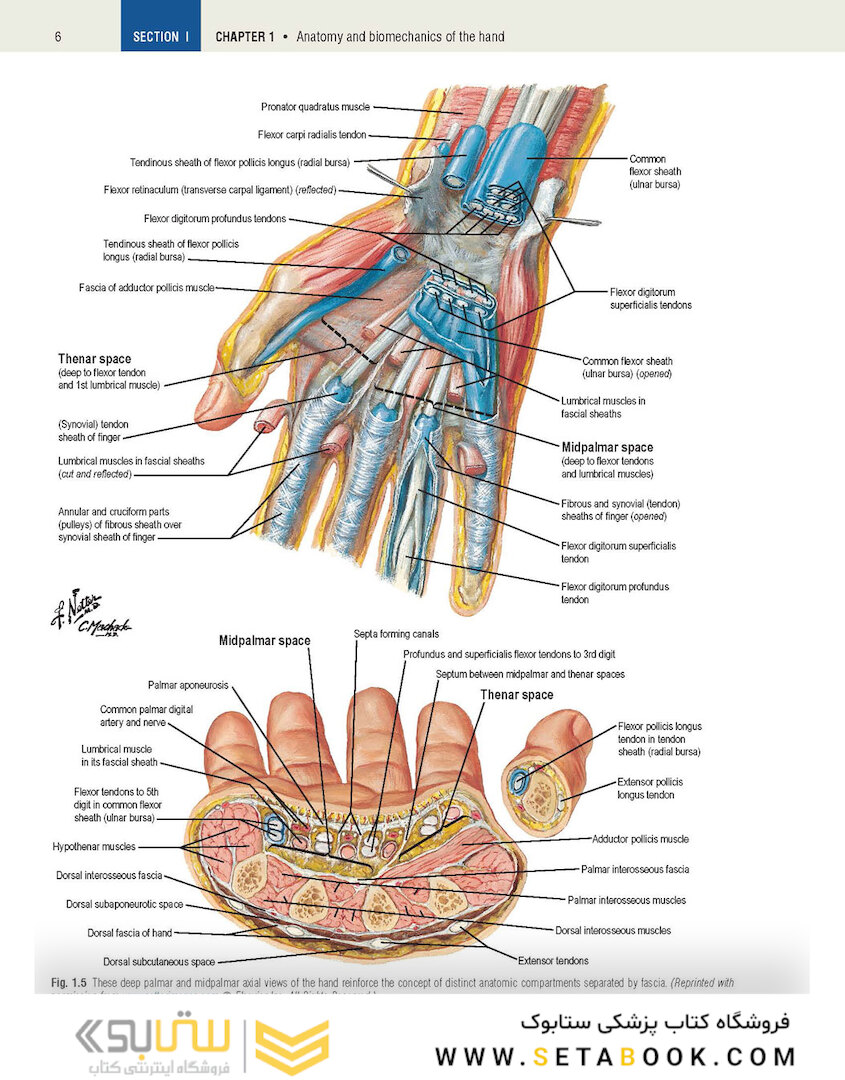 Plastic Surgery Volume 6: Hand and Upper Limb 4th Edicion 2018