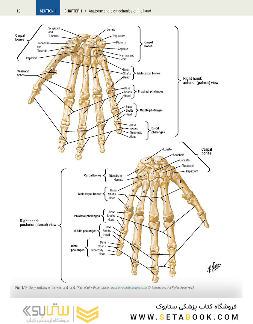 Plastic Surgery Volume 6: Hand and Upper Limb 4th Edicion 2018