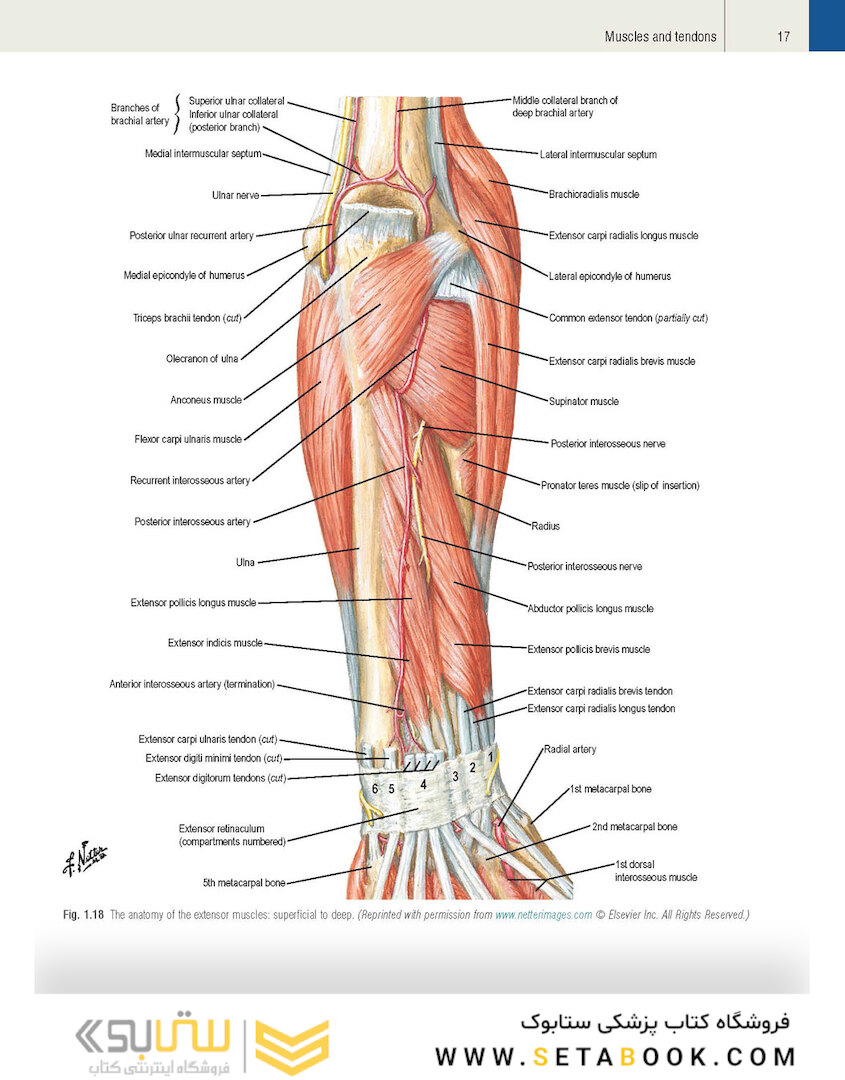 Plastic Surgery Volume 6: Hand and Upper Limb 4th Edicion 2018