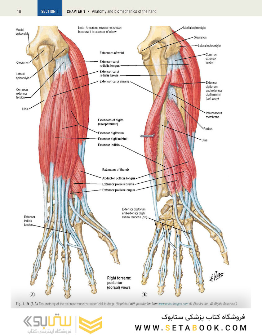 Plastic Surgery Volume 6: Hand and Upper Limb 4th Edicion 2018