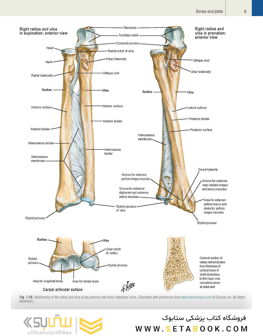 Plastic Surgery Volume 6: Hand and Upper Limb 4th Edicion 2018
