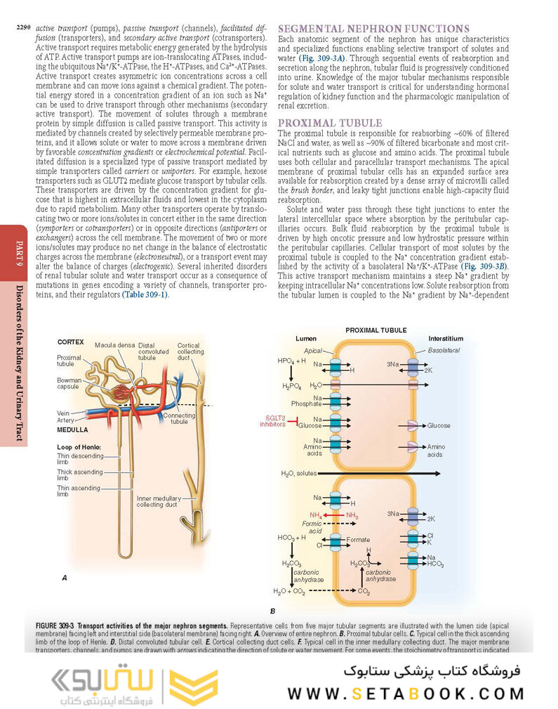 HARRISONS PRINCIPLES OF INTERNAL MEDICINE Part Disorders Of the Kindney And Urinary Tract
