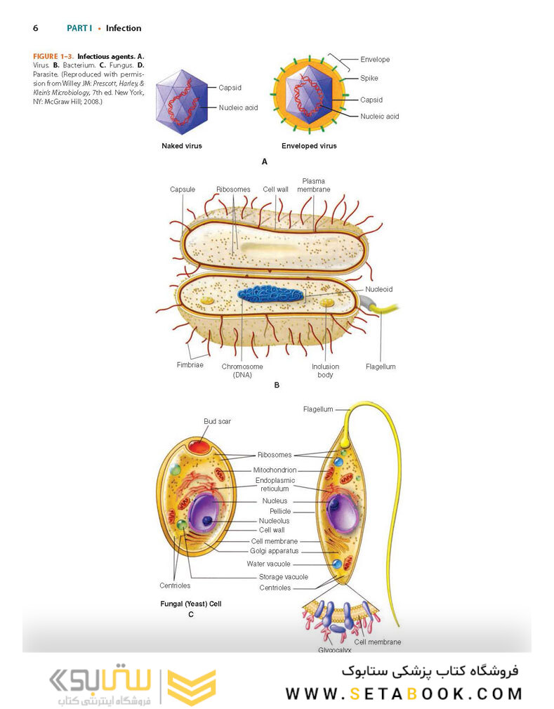 Ryan - Sherris Medical Microbiology, Eighth Edition 2022