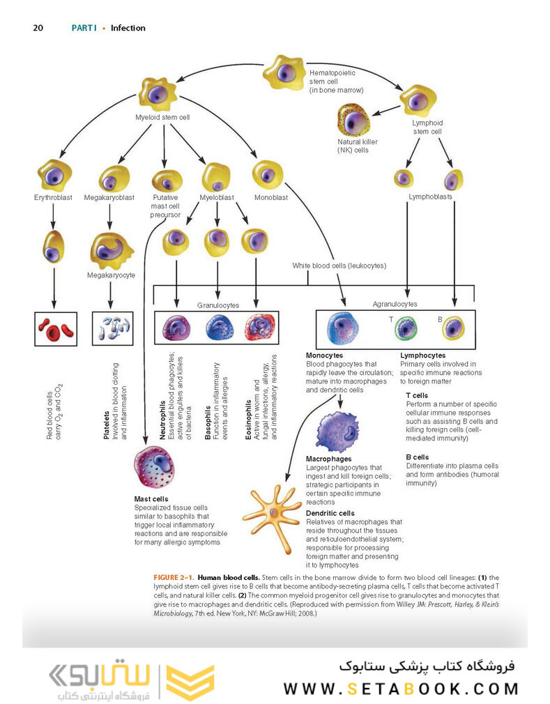 Ryan - Sherris Medical Microbiology, Eighth Edition 2022