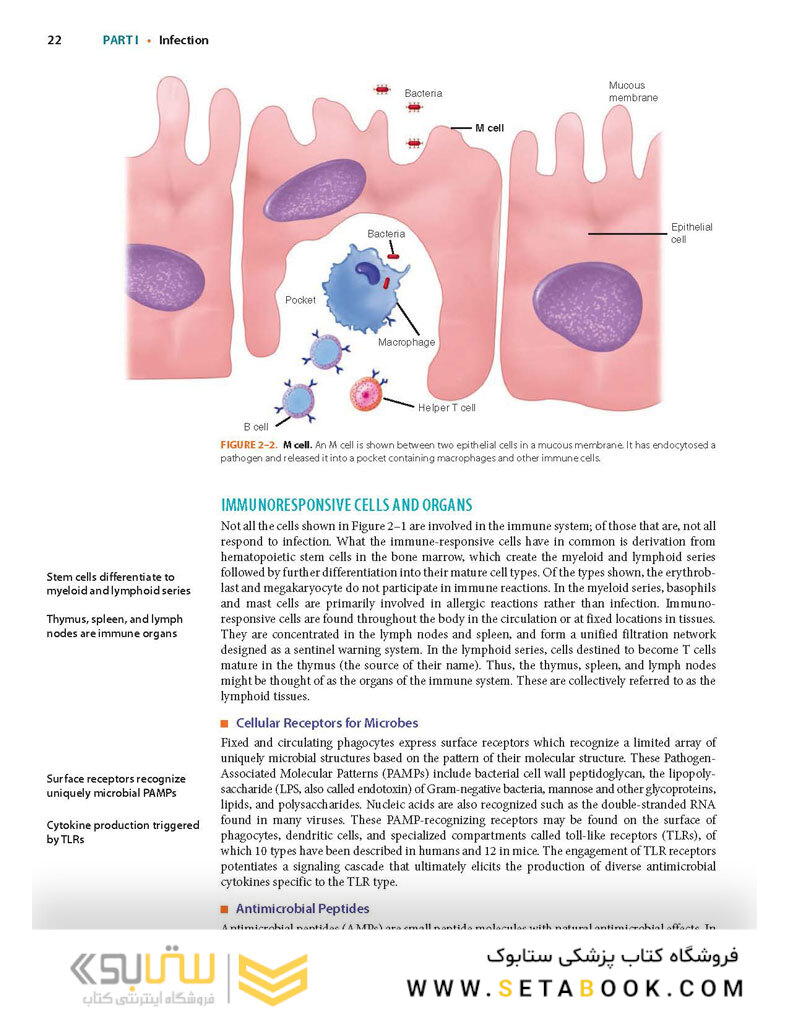 Ryan - Sherris Medical Microbiology, Eighth Edition 2022