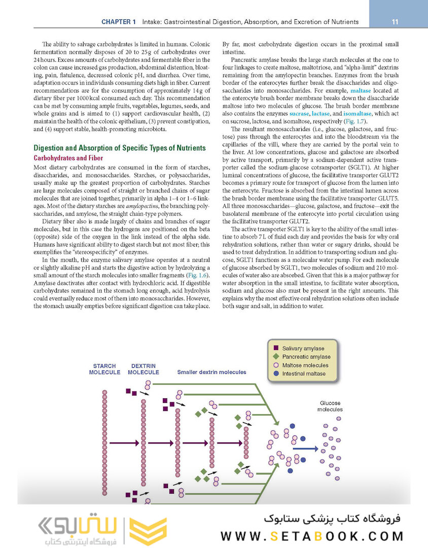 Krause and Mahan’s Food and the Nutrition Care Process 16th Edicion 2023