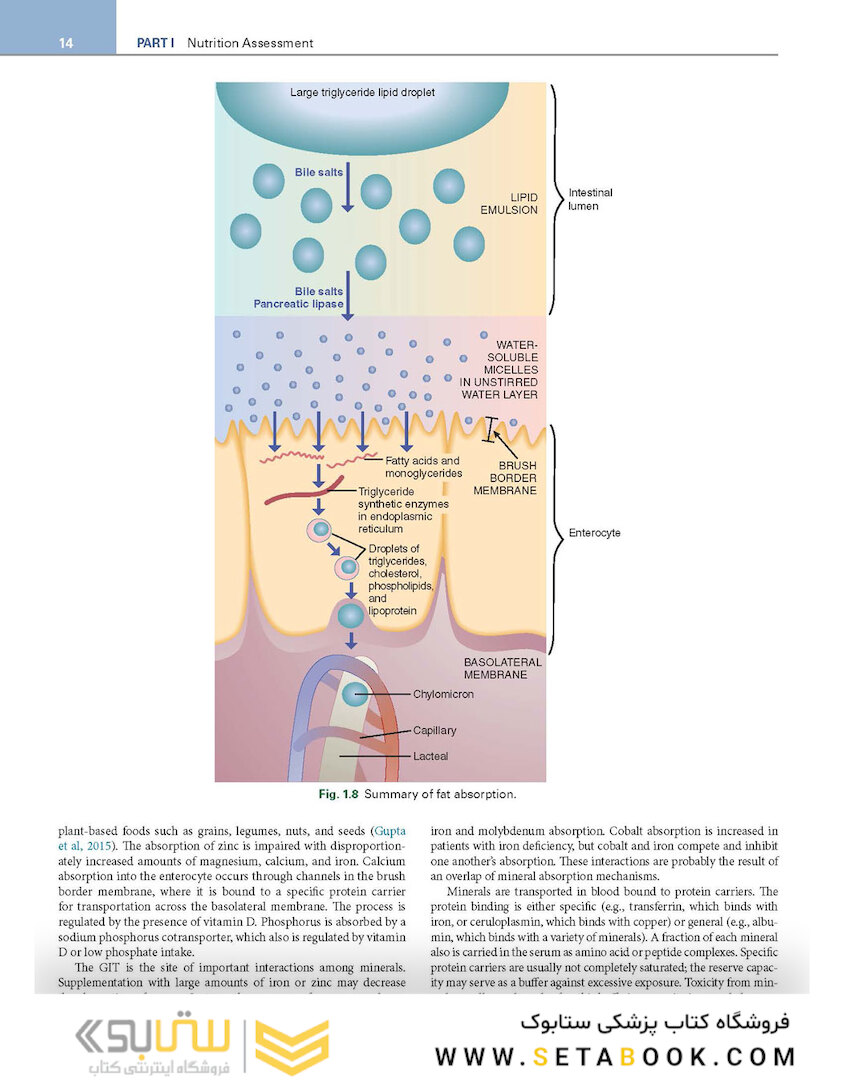 Krause and Mahan’s Food and the Nutrition Care Process 16th Edicion 2023