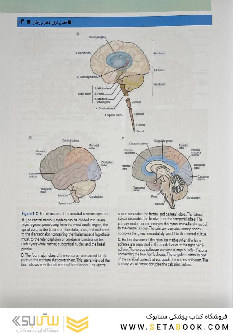 مبانی علوم اعصاب کندل 2021 جلد اول (فصول 1 تا 10)