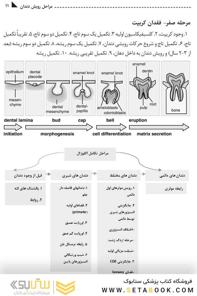 مرور سریع ارتودنسی