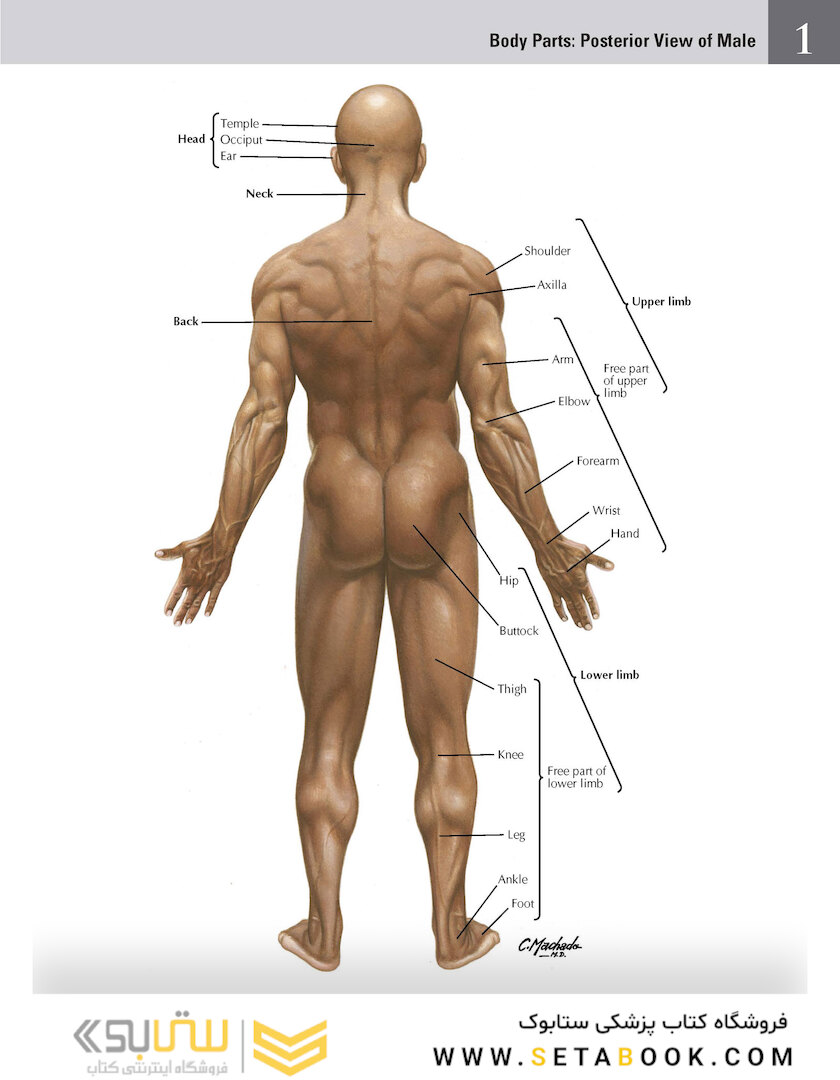 Netter Atlas of Human Anatomy: Classic Regional Approach: (Netter Basic Science) 8th Edition