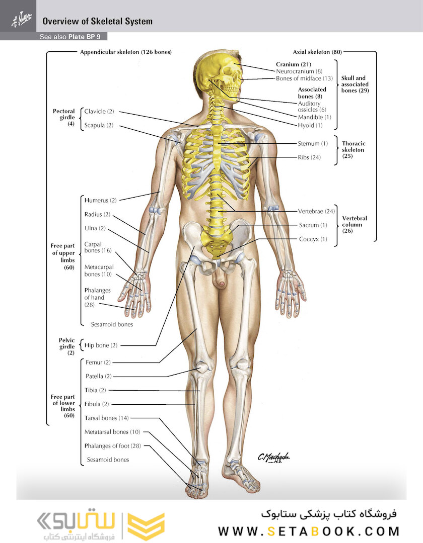 Netter Atlas of Human Anatomy: Classic Regional Approach: (Netter Basic Science) 8th Edition