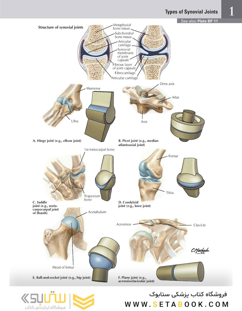 Netter Atlas of Human Anatomy: Classic Regional Approach: (Netter Basic Science) 8th Edition