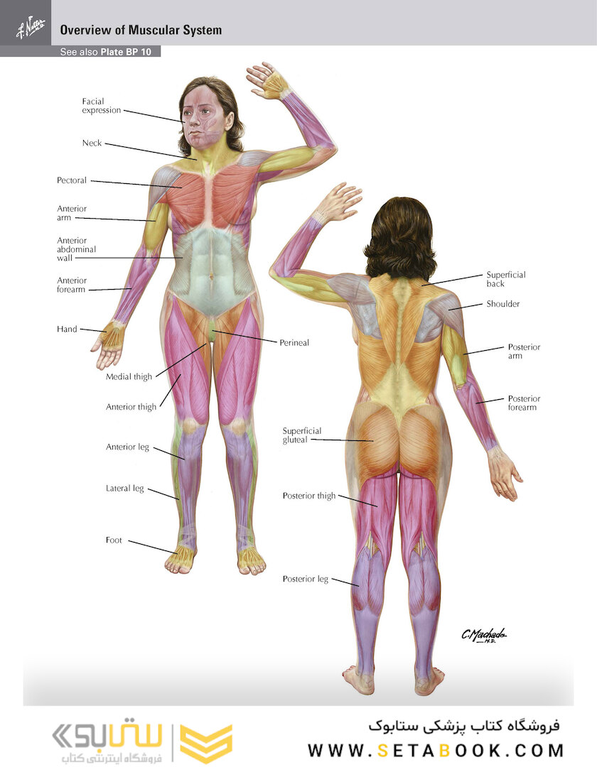 Netter Atlas of Human Anatomy: Classic Regional Approach: (Netter Basic Science) 8th Edition