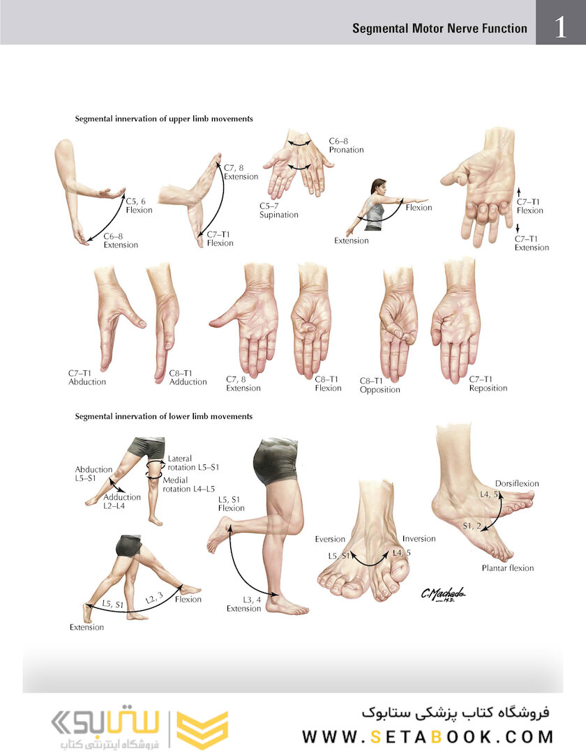 Netter Atlas of Human Anatomy: Classic Regional Approach: (Netter Basic Science) 8th Edition