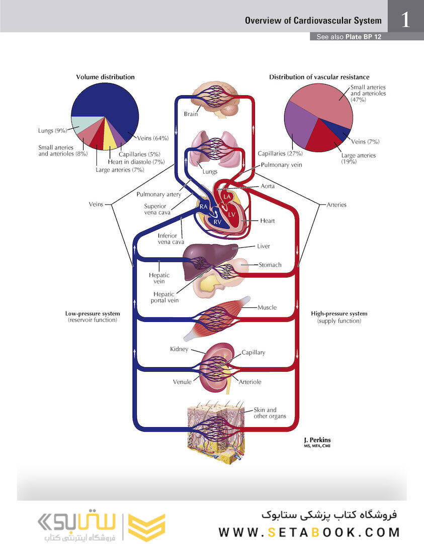 Netter Atlas of Human Anatomy: Classic Regional Approach: (Netter Basic Science) 8th Edition