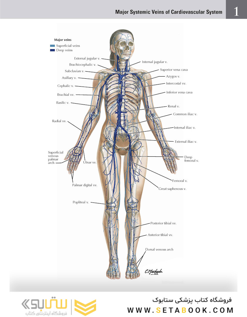 Netter Atlas of Human Anatomy: Classic Regional Approach: (Netter Basic Science) 8th Edition