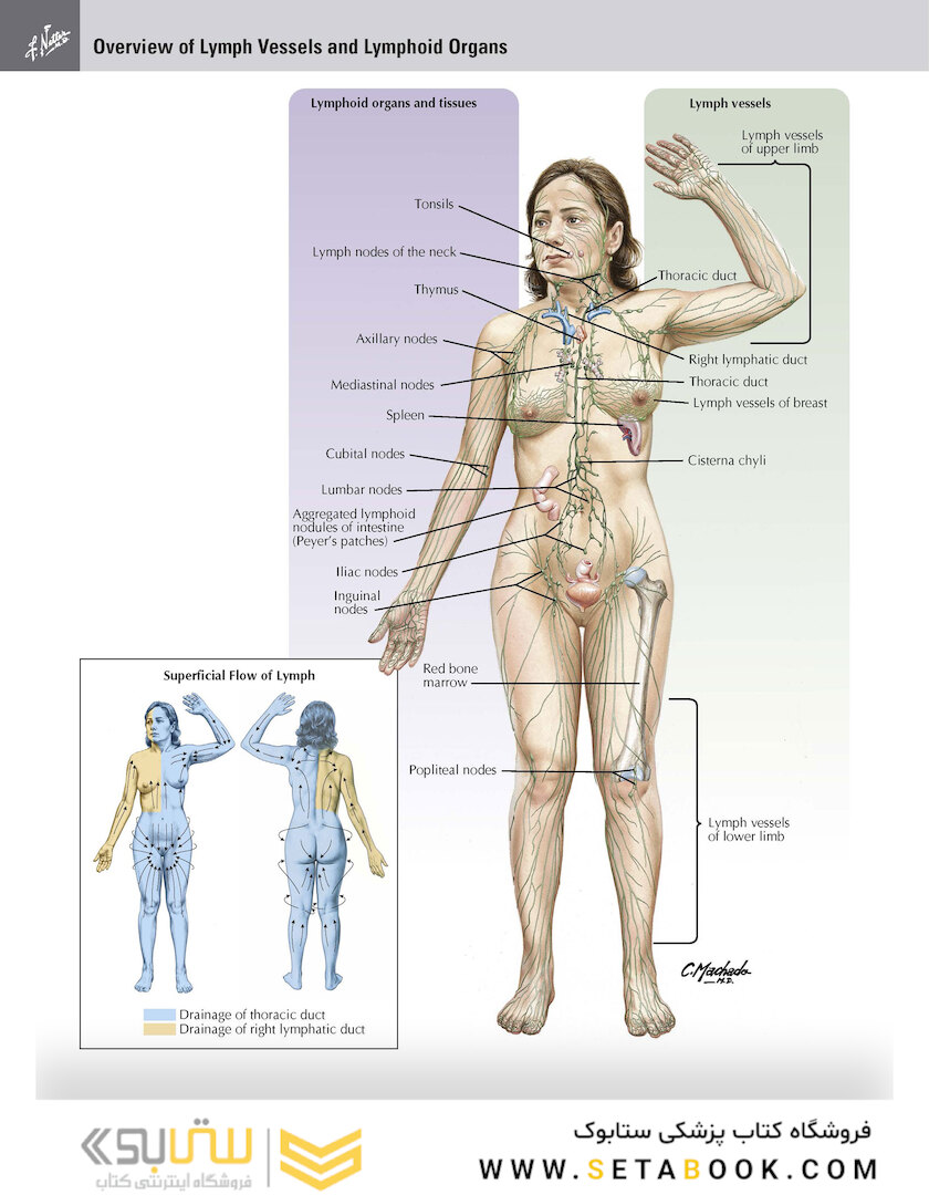Netter Atlas of Human Anatomy: Classic Regional Approach: (Netter Basic Science) 8th Edition