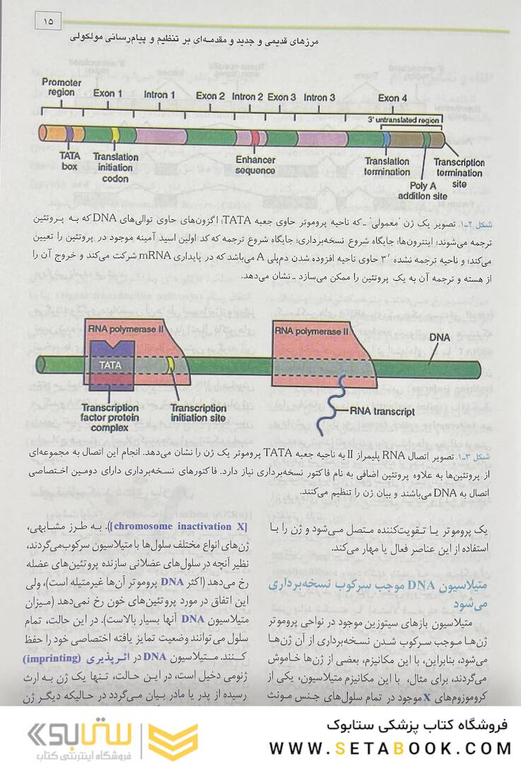 جنین شناسی پزشکی لانگمن 2023