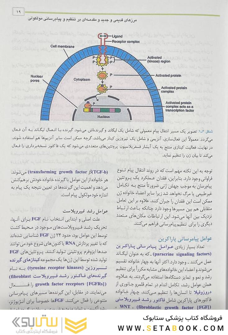 جنین شناسی پزشکی لانگمن 2023