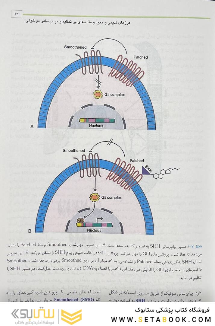 جنین شناسی پزشکی لانگمن 2023