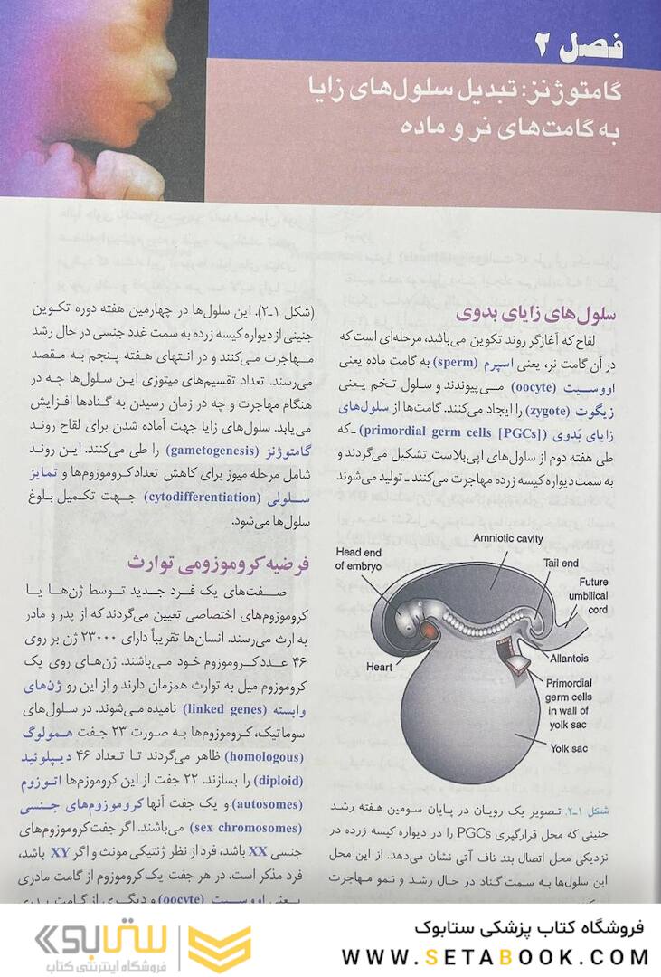 جنین شناسی پزشکی لانگمن 2023