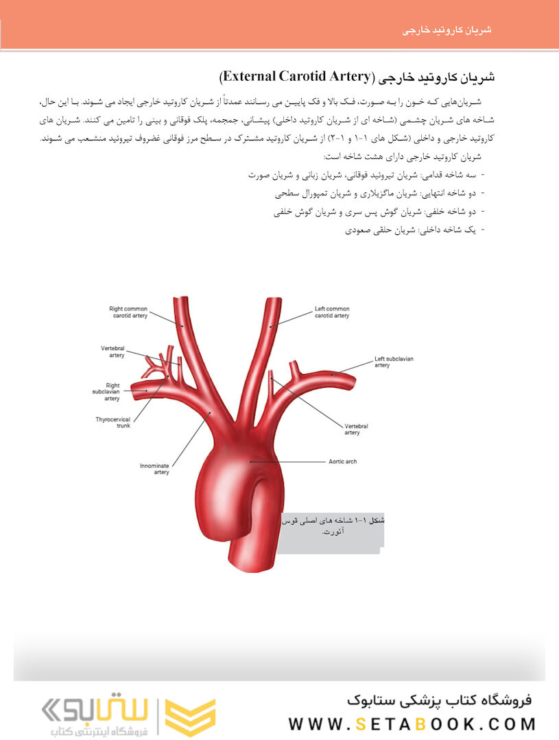 آناتومی کلینیکال برای ایمپلنت ‎های دندانی