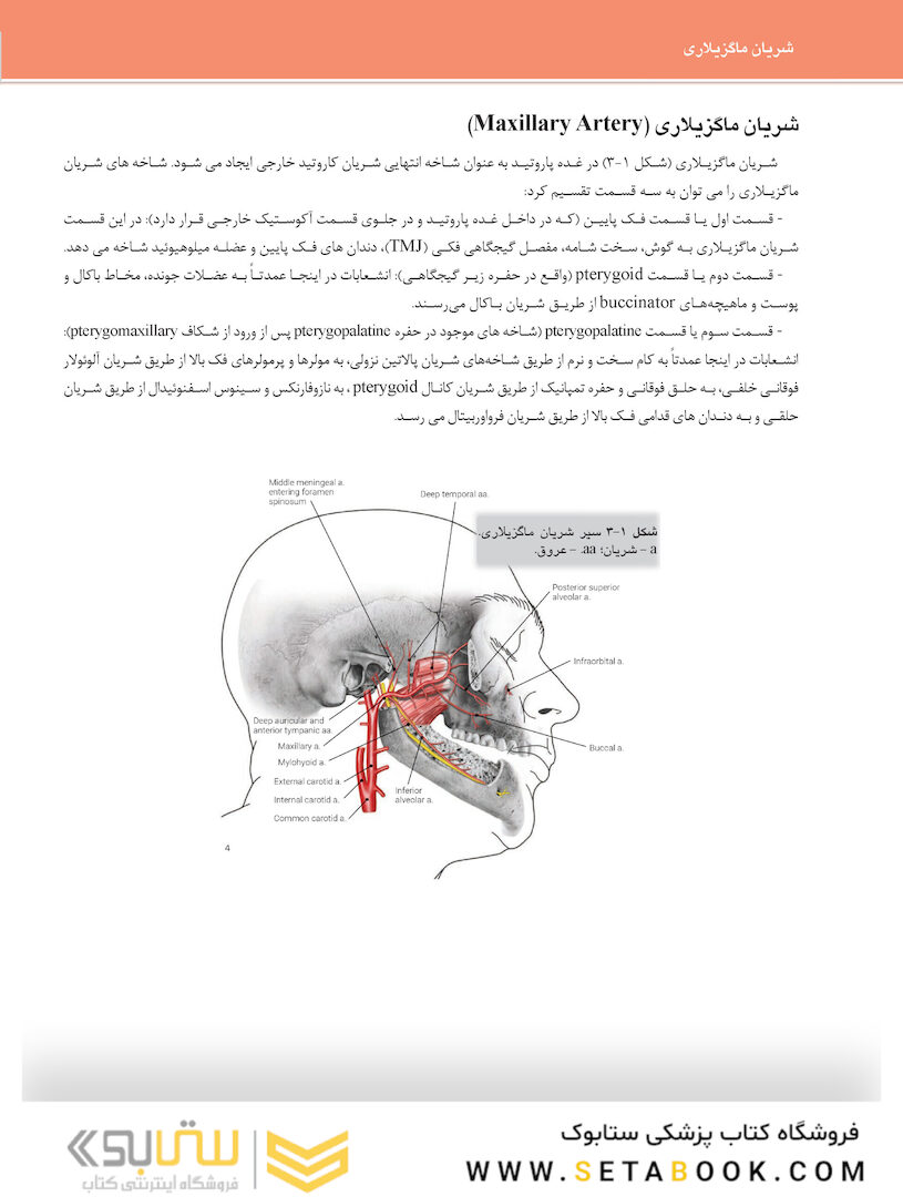 آناتومی کلینیکال برای ایمپلنت ‎های دندانی