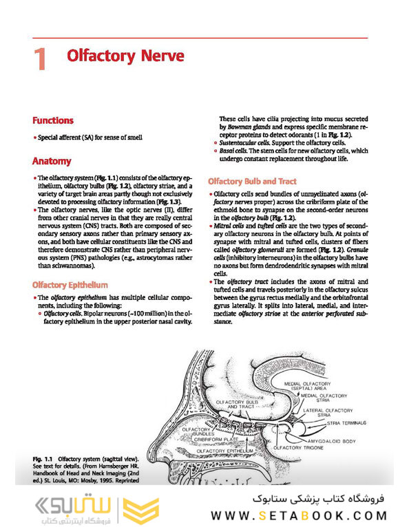 Cranial Nerves: Anatomy, Pathology, Imaging
