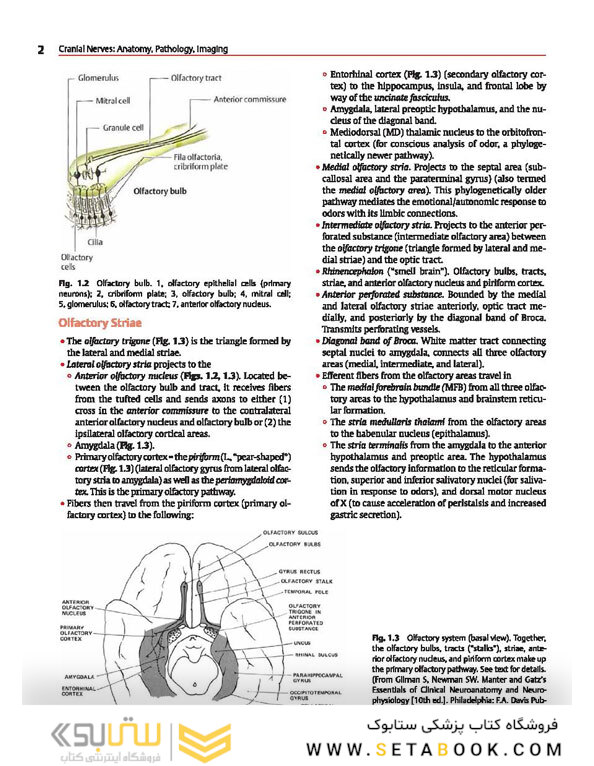 Cranial Nerves: Anatomy, Pathology, Imaging