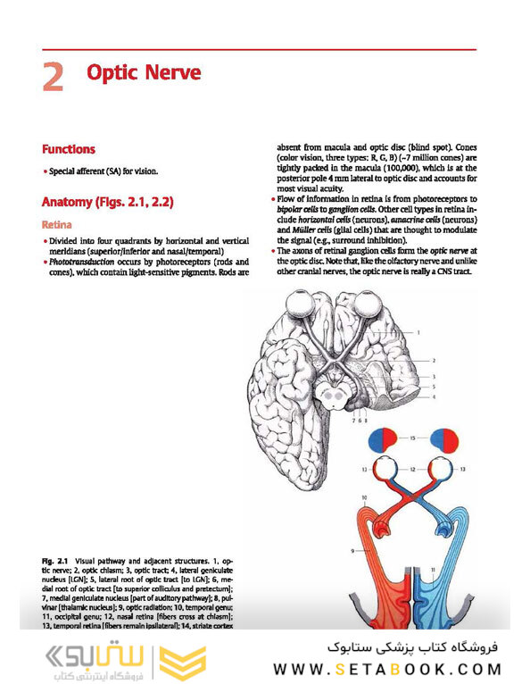 Cranial Nerves: Anatomy, Pathology, Imaging