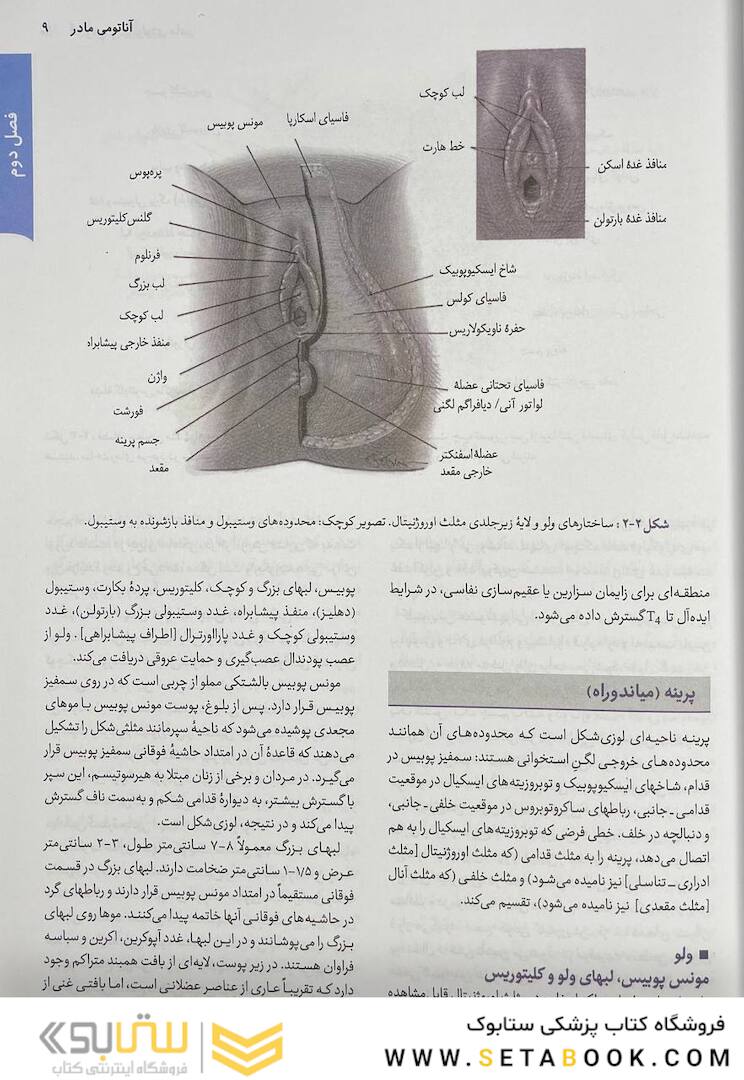 خلاصه بارداری و زایمان ویلیامز 2022