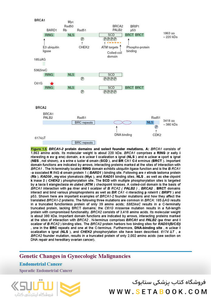 Berek and Hacker’s Gynecologic Oncology 7th Edicion 2021