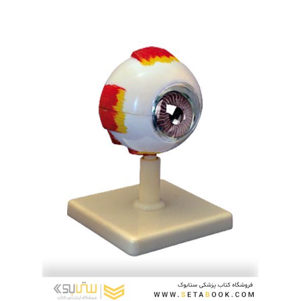 چشم با نمایش ماهیچه