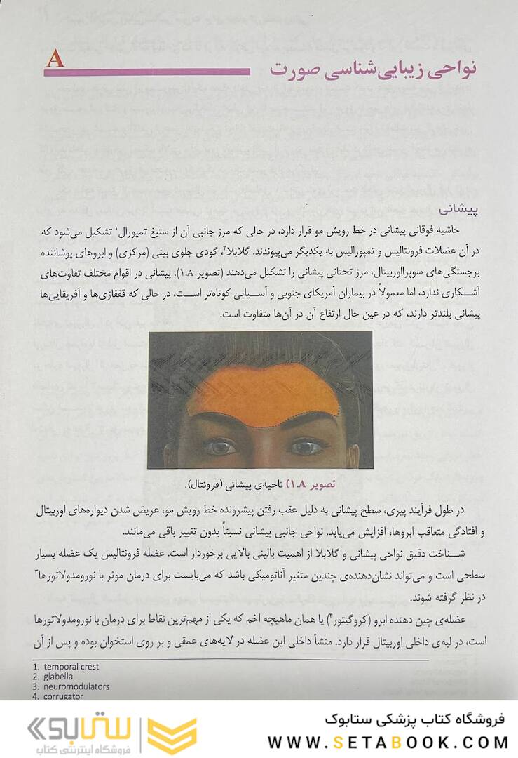 اصول آناتومی زیبایی شناسی صورت