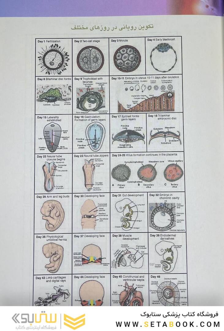 جنین شناسی پزشکی لانگمن 2024