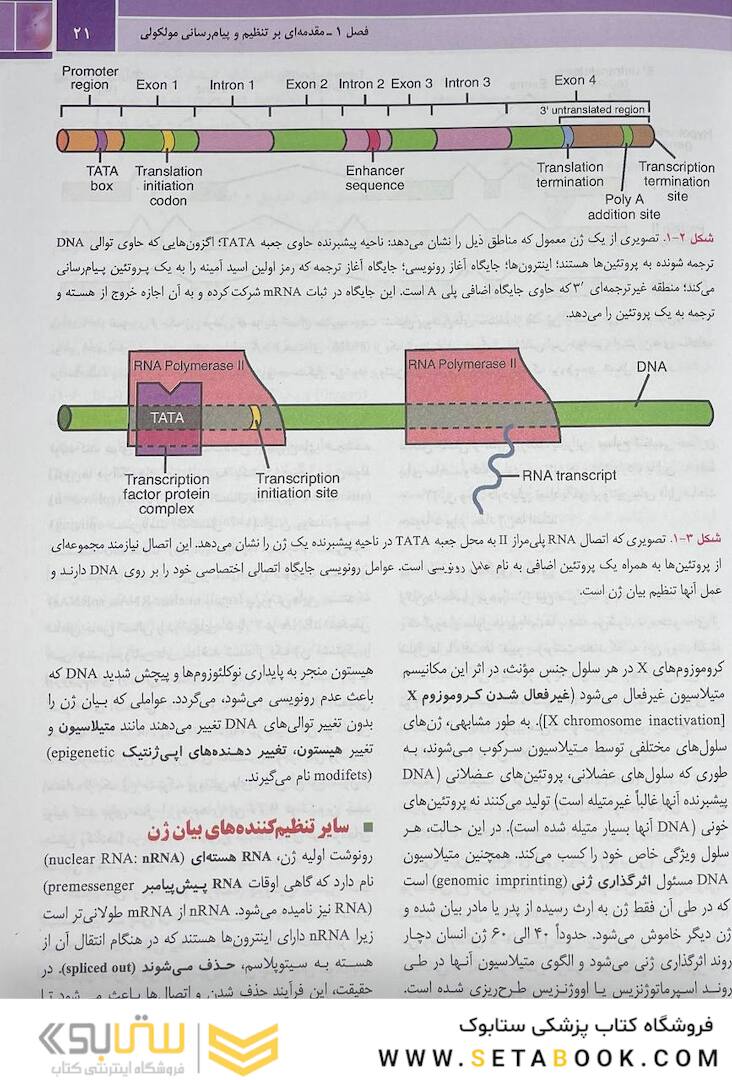 جنین شناسی پزشکی لانگمن 2024