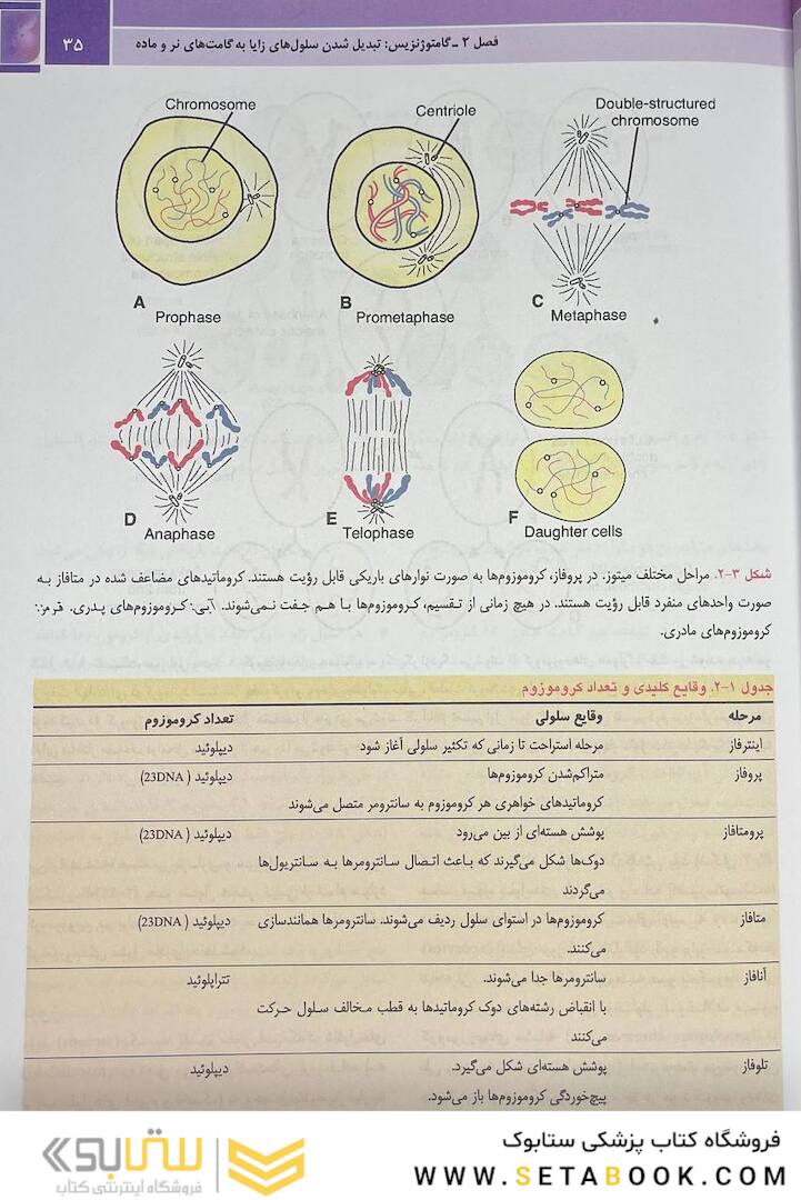 جنین شناسی پزشکی لانگمن 2024