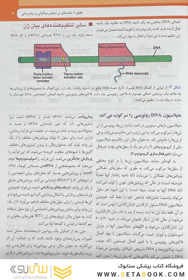 جنین شناسی پزشکی لانگمن 2024