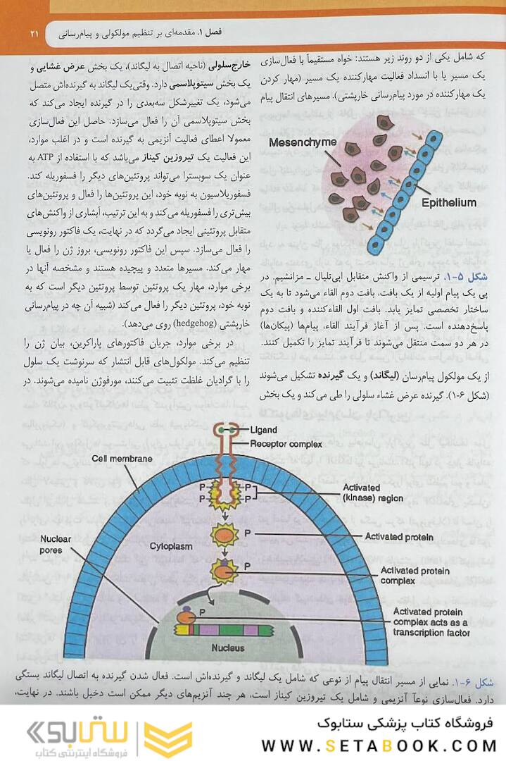 جنین شناسی پزشکی لانگمن 2024