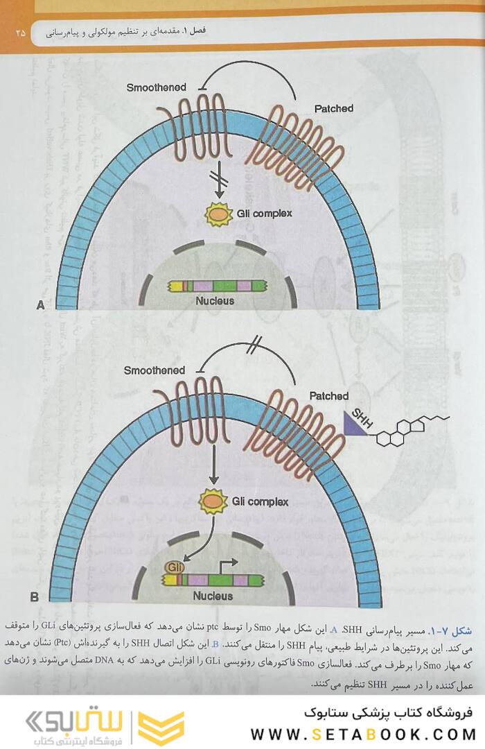 جنین شناسی پزشکی لانگمن 2024