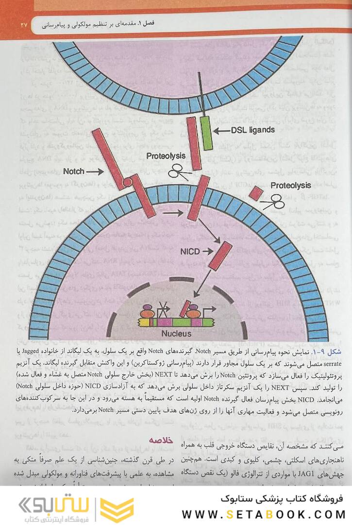 جنین شناسی پزشکی لانگمن 2024