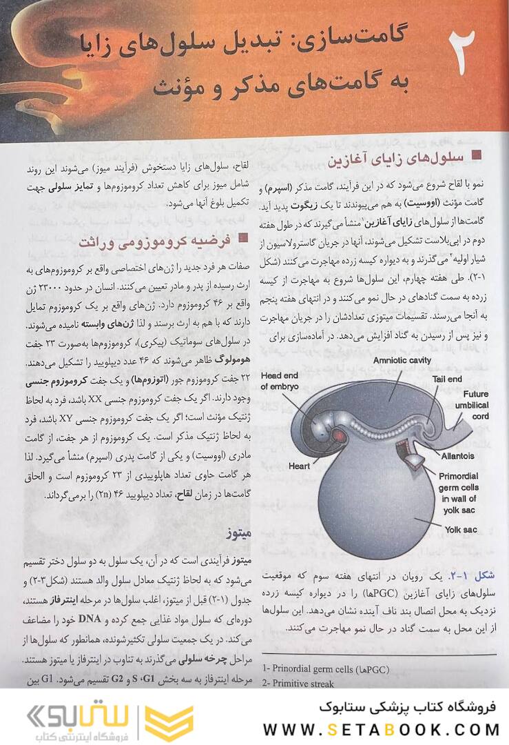 جنین شناسی پزشکی لانگمن 2024