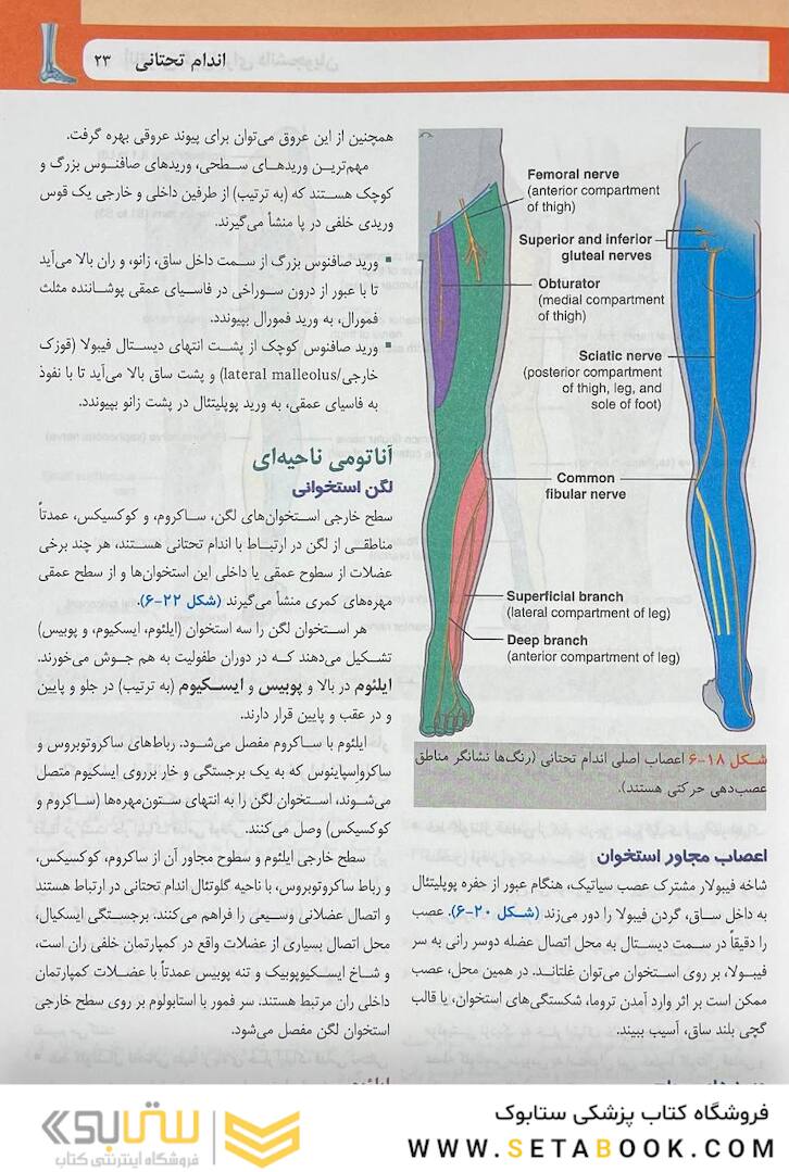 آناتومی گری برای دانشجویان اندام جلد دوم 2024