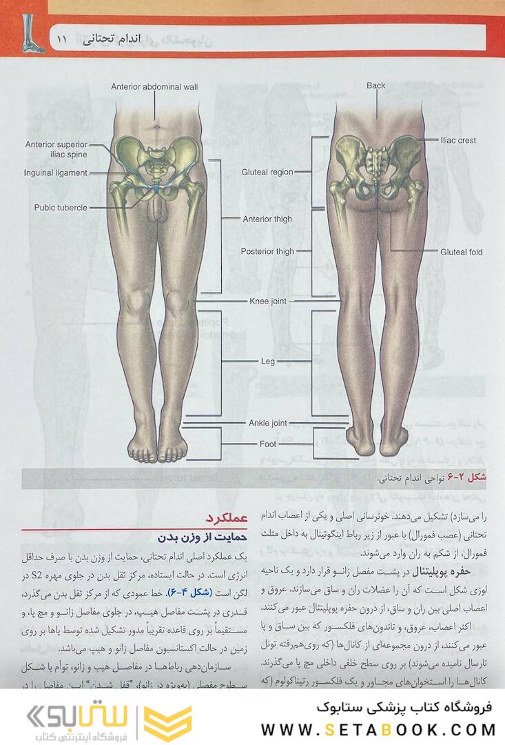 آناتومی گری برای دانشجویان اندام جلد دوم 2024
