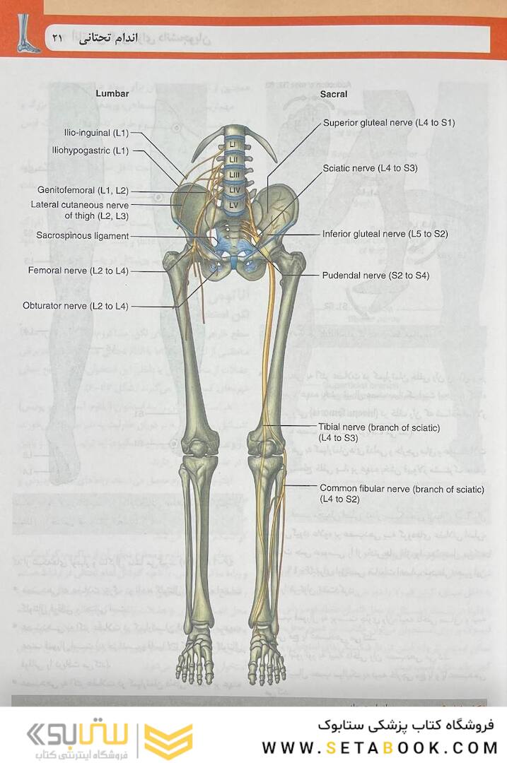 آناتومی گری برای دانشجویان اندام جلد دوم 2024