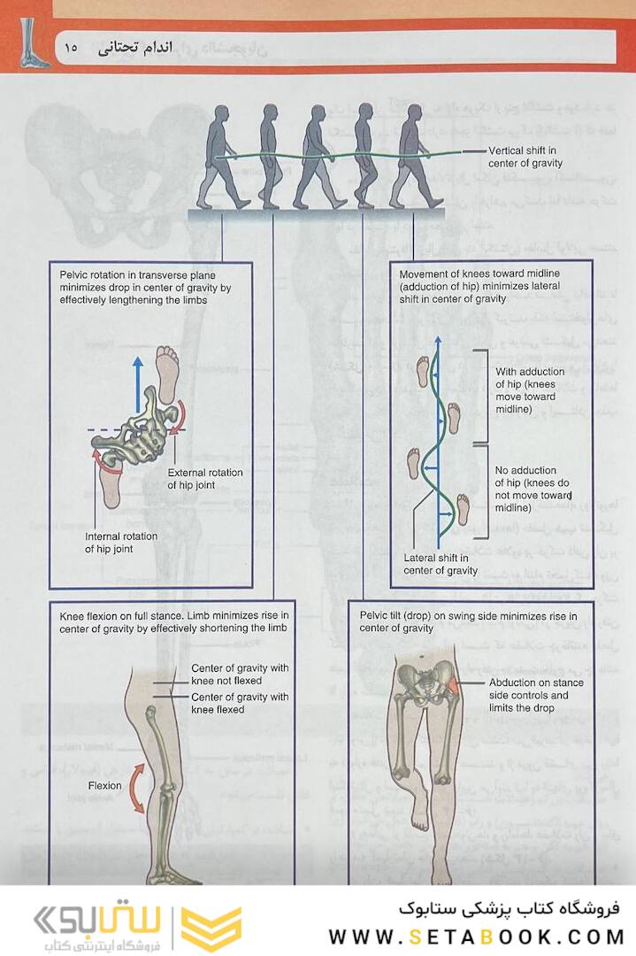 آناتومی گری برای دانشجویان اندام جلد دوم 2024